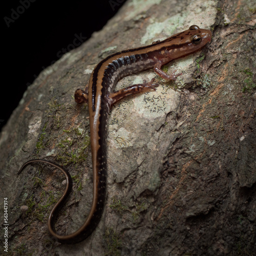 Three-lined salamander (Eurycea guttolineata)