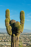 Aged and weathered saguaro cactus that is starved for nutrients and water in harsh conditions of sonora desert