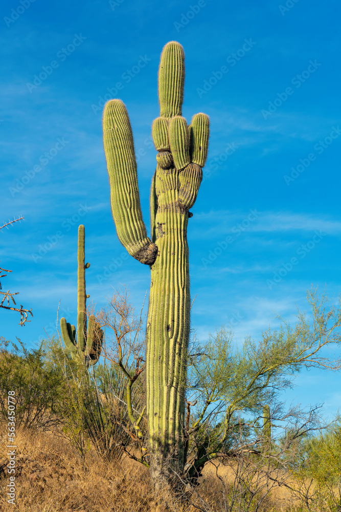 Saguaro cactus with many arms and visible spikes on a hill in the sonora desert in Arizona with mostly clear blue sky