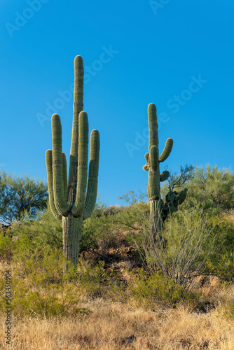 Two saguaro cactuses in their natural habitat in the sonora desert in Arizona with clear blue sky and natural shrubs