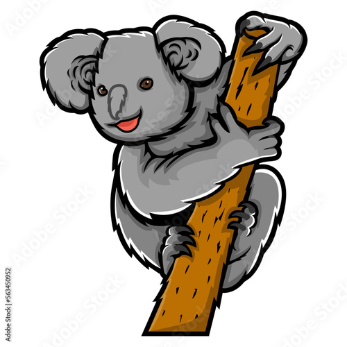 Photography koala marsupial animal mascot