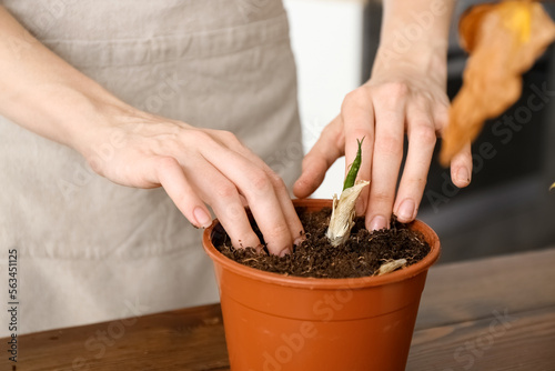 Woman with wilted houseplant at home, closeup