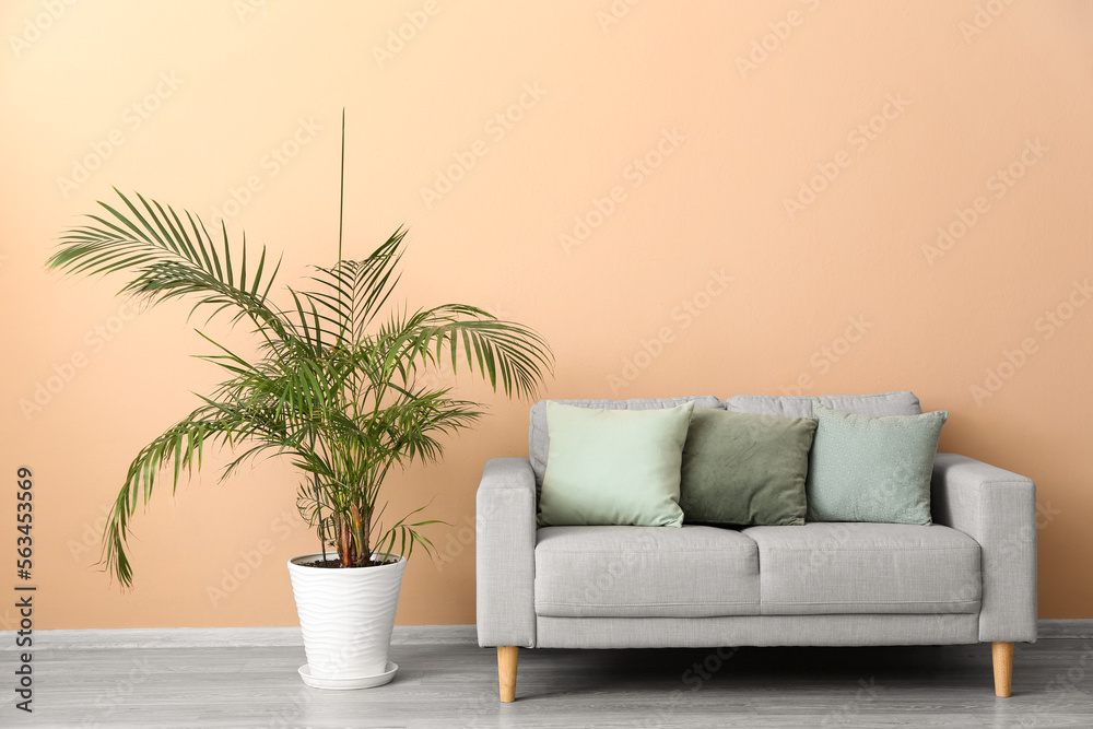Grey sofa with cushions and palm tree near beige wall