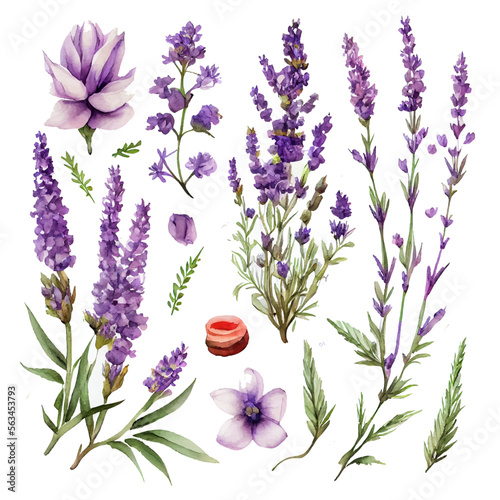 set vector illustation of watercolor provance lavender isolate on white background