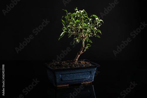 Bonsai tree on black background