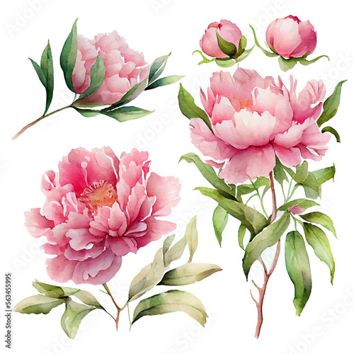 set vector illustration of spring flowers peonies on a white background isolate
