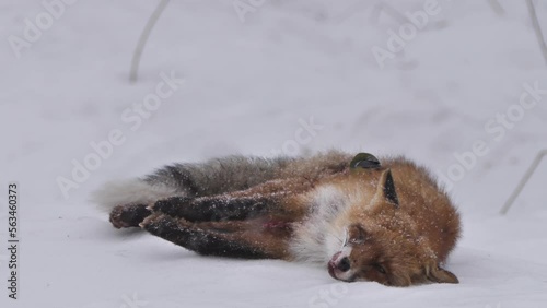 Dead red fox in winter forest photo