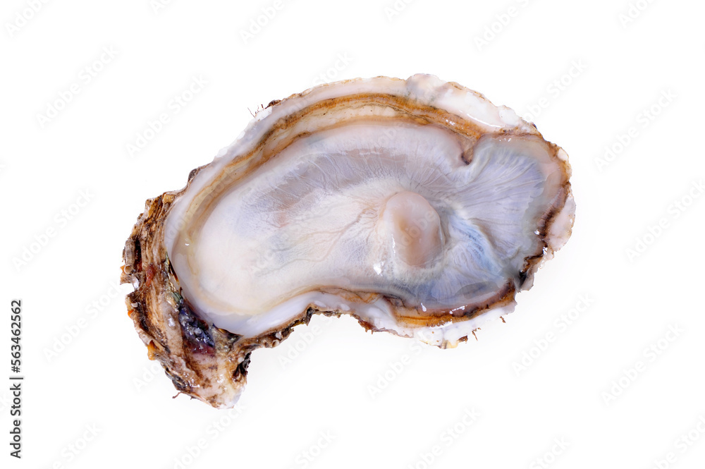Fresh opened oyster on white background Fresh opened oyster on white background