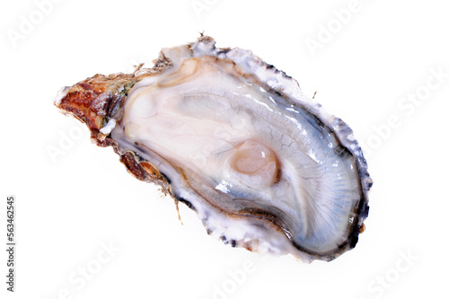 Fresh opened oyster on white background