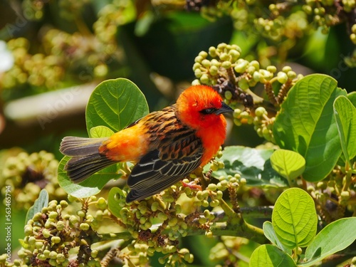 Red Fody bird perching on Xylosma tree branch in bloom  photo