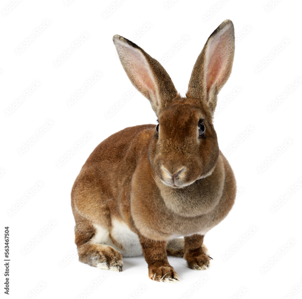 Fototapeta premium brown bunny rabbits isolated on white background 