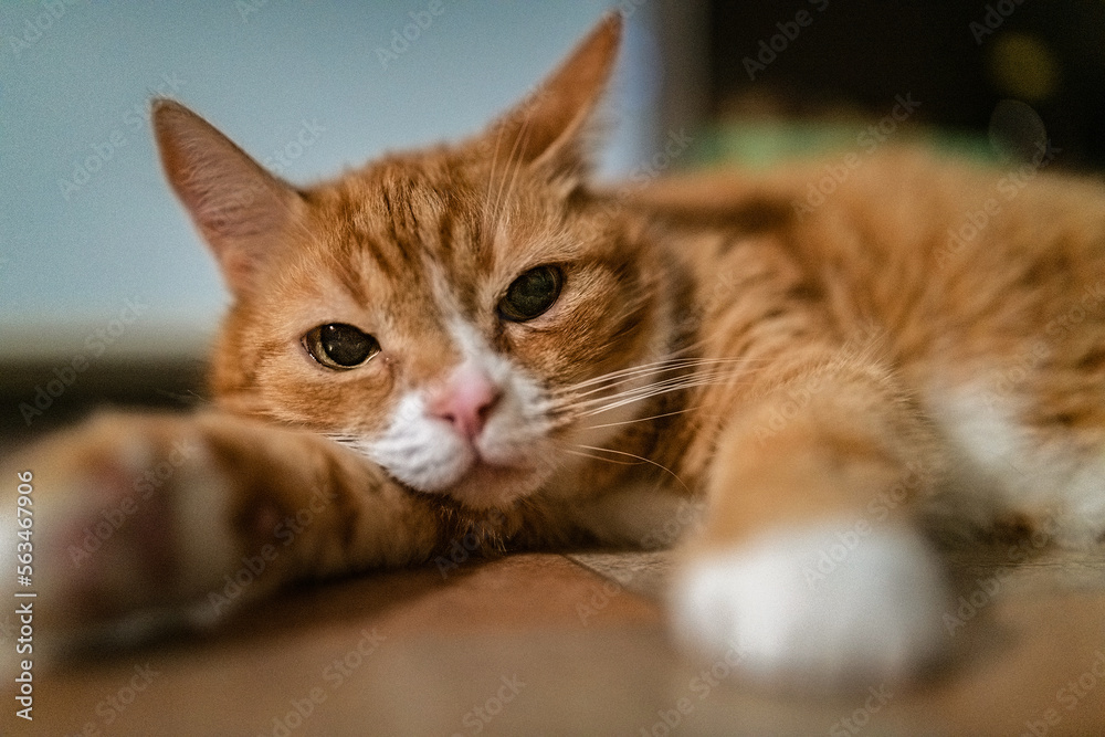 Portrait of a domestic ginger elderly cat in the apartment.