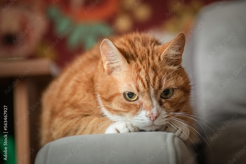 Portrait of a domestic ginger elderly cat in the apartment.