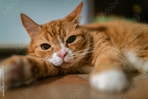 Portrait of a domestic ginger elderly cat in the apartment. © shymar27