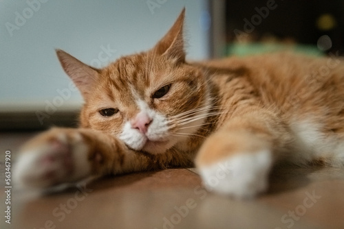 Portrait of a domestic ginger elderly cat in the apartment. © shymar27