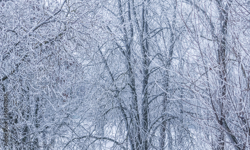 Background of tree branches covered with frost. Landscape of nature with fog and white snow