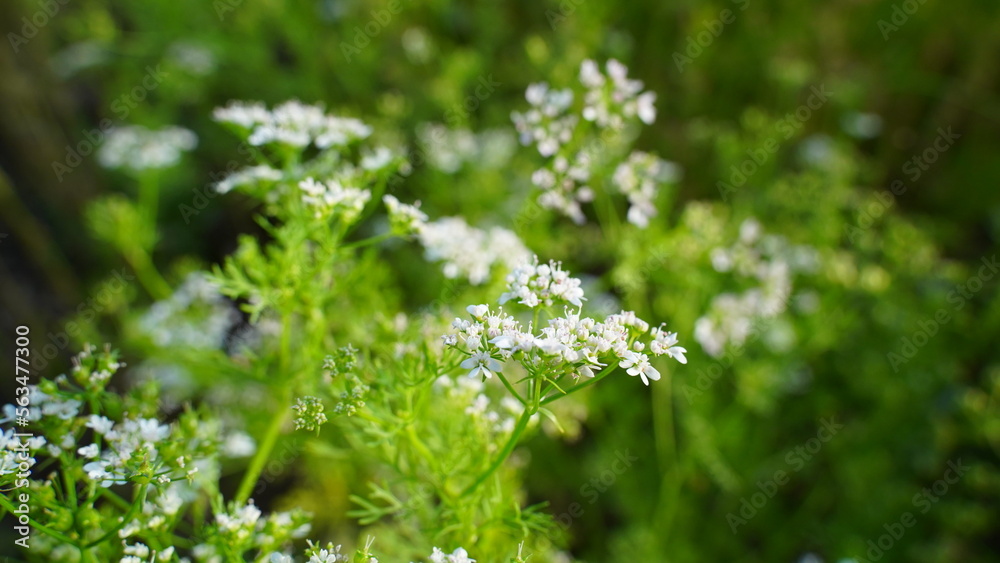 Flowering dhania plant with white flowers, Coriander flower blooming in the garden. Indian organic dhaniya green plant in summer time. Cilantro selective focus Flowering dhania plant with white flowers, Coriander flower blooming in the garden. Indian organic dhaniya green plant in summer time. Cilantro selective focus