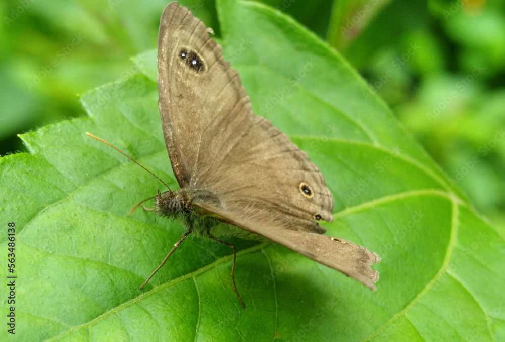 Obraz premium gray butterfly on a broad leaf
