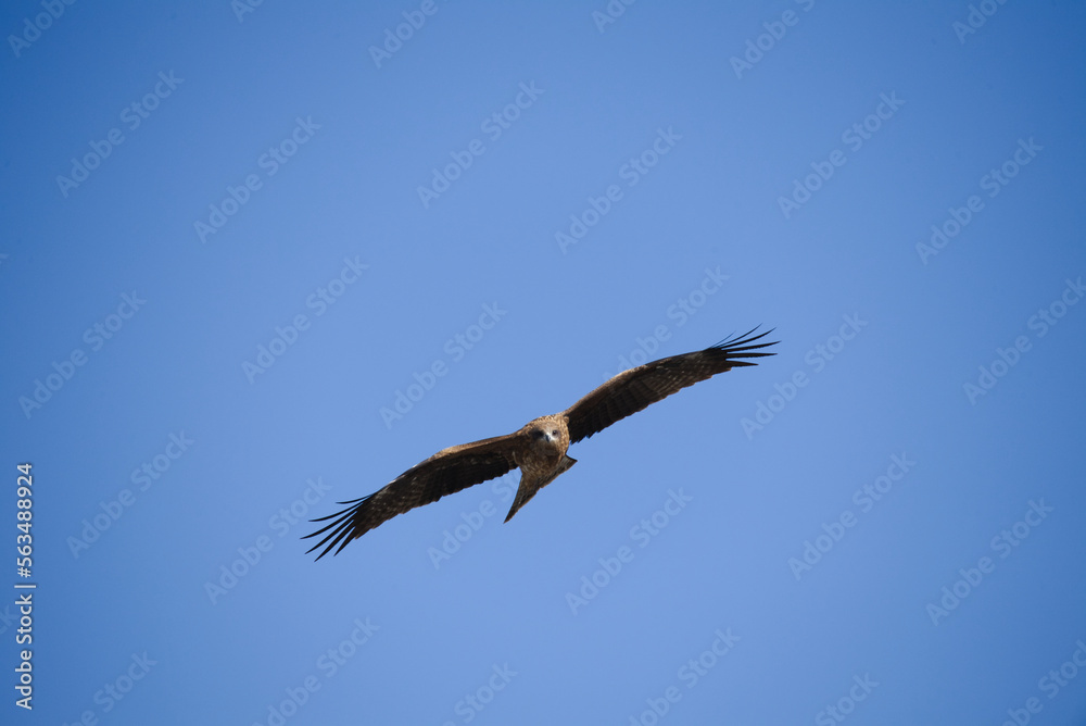 青空と自由に飛ぶトビ