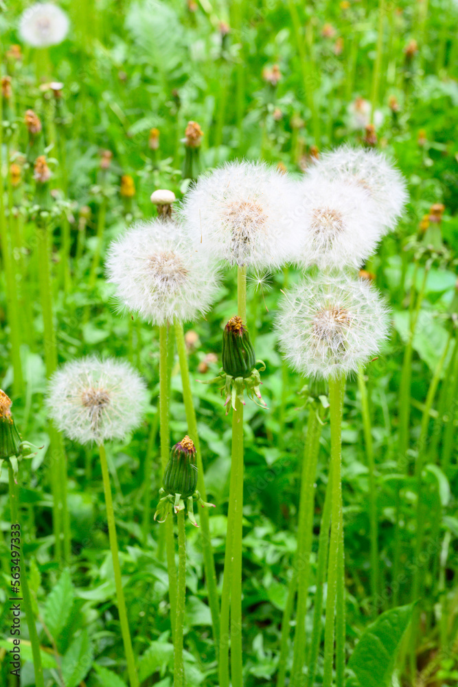 Glade of fresh meadow dandelions on a sunny spring day. Flowering dandelions. Glade of fresh meadow dandelions on a sunny spring day. Flowering dandelions.