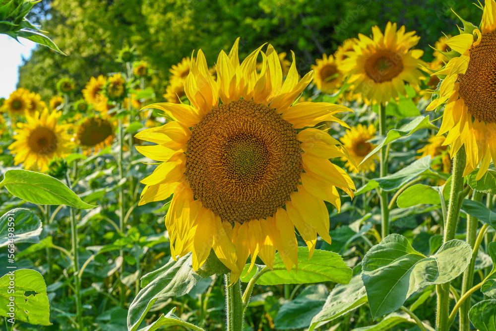 Fototapeta premium Beautiful sunflower in sunflowers field on summer with blue sky at Europe.