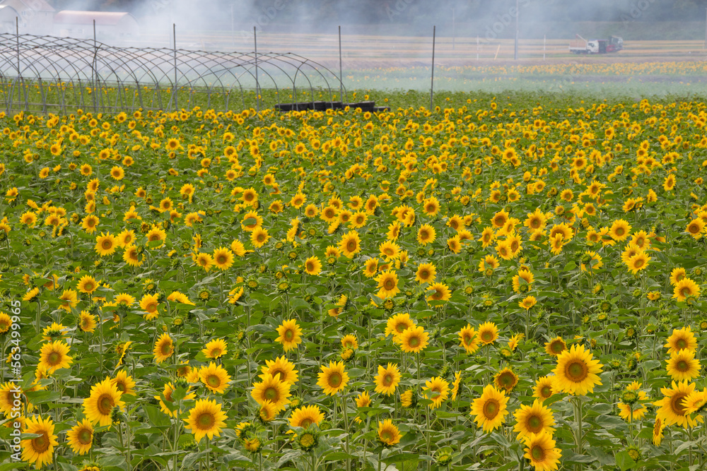 Obraz premium A field of sunflowers that smokes from burning
