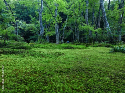 [Japan] Mossy garden at Gioji Temple (Sagano, Kyoto city)
