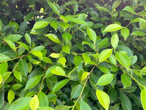 green leaves background