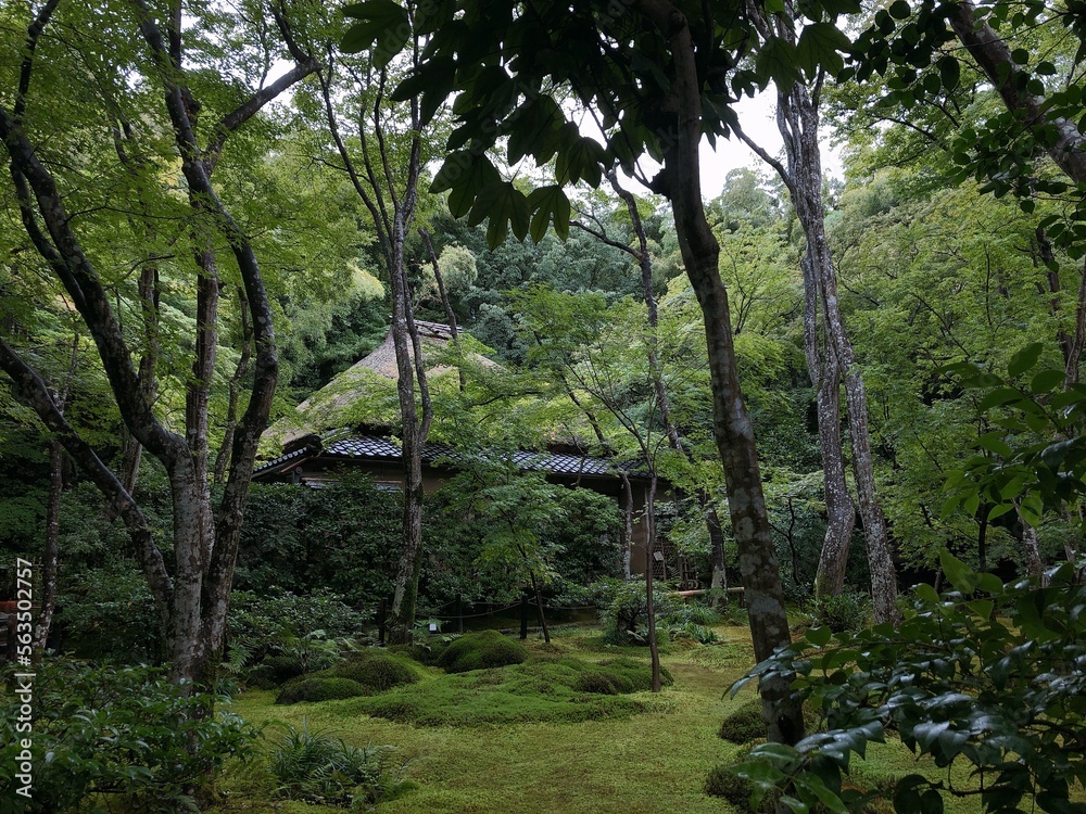 [Japan] Mossy garden at Gioji Temple (Sagano, Kyoto city)