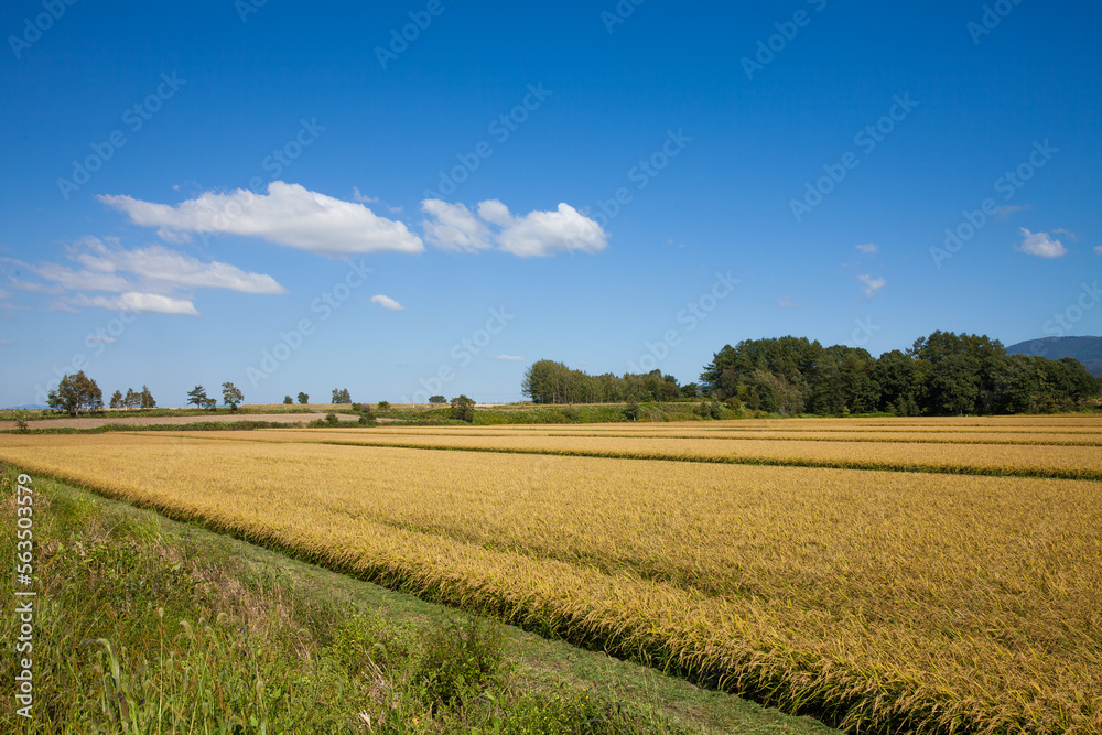 Rice fields near harvest in autumn Rice fields near harvest in autumn