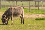 Esel im Tierpark Sommerhausen