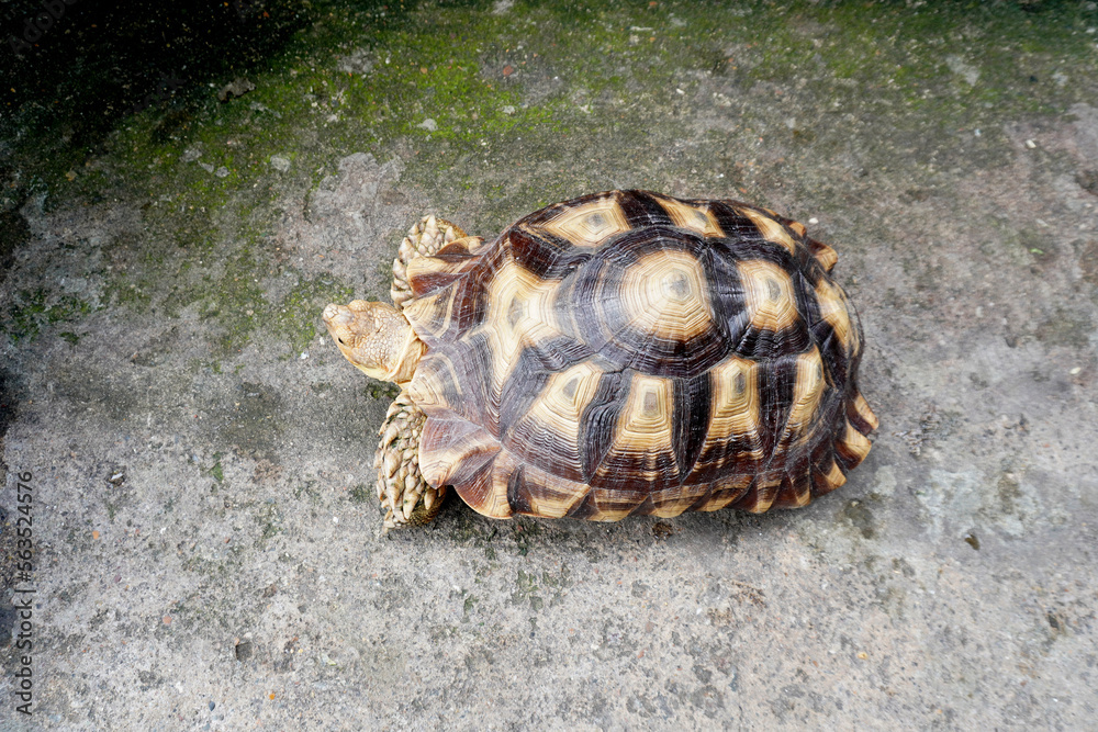 Obraz premium turtle