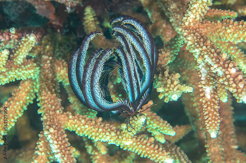 Feather star animal  crawls  on corals of Bali photo