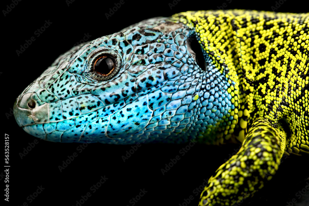 Fototapeta premium Iberian emerald lizard (Lacerta schreiberi)