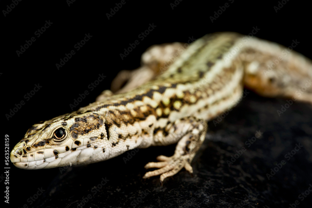 Naklejka premium Guadarrama Wall Lizard (Podarcis guadarramae) male