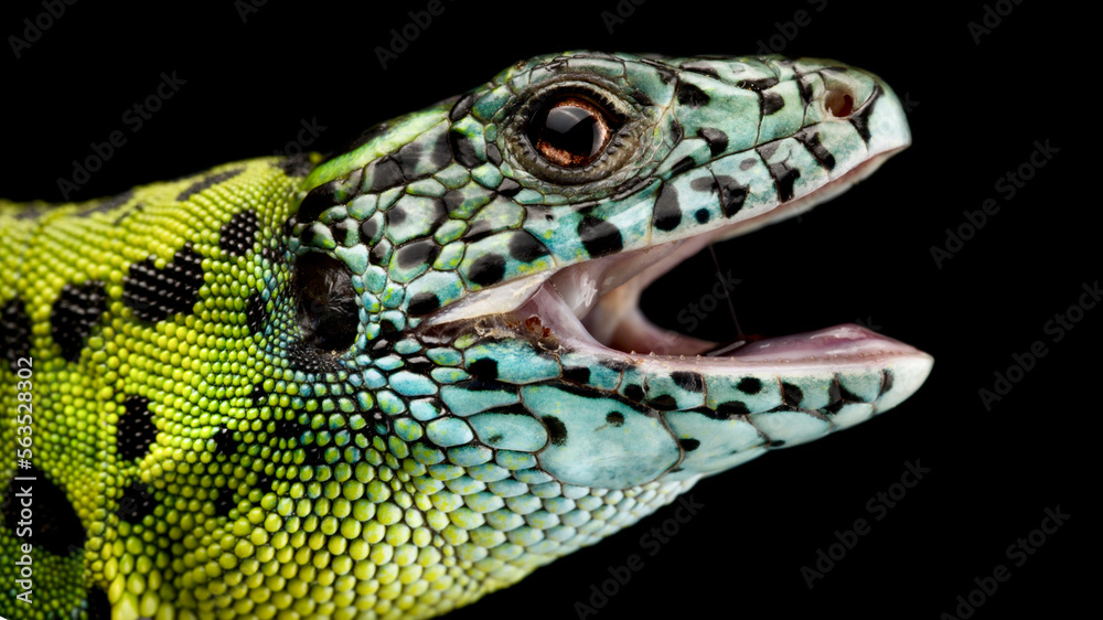 Fototapeta premium Iberian emerald lizard (Lacerta schreiberi) female