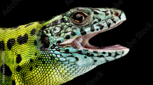 Iberian emerald lizard  Lacerta schreiberi  female