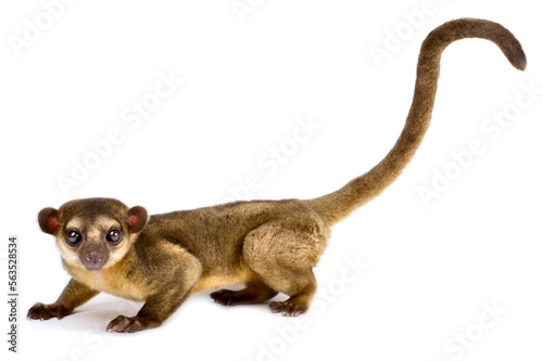 Kinkajou (Potos flavus)