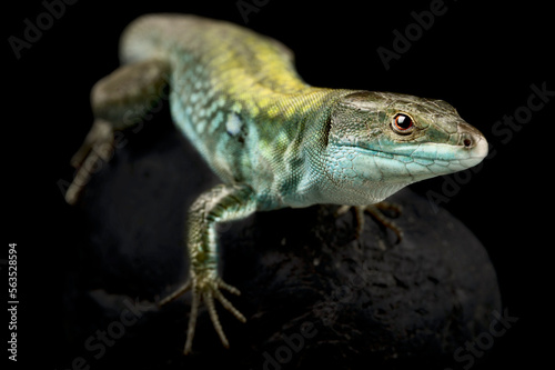 Italian wall lizard (Podarcis siculus siculus)