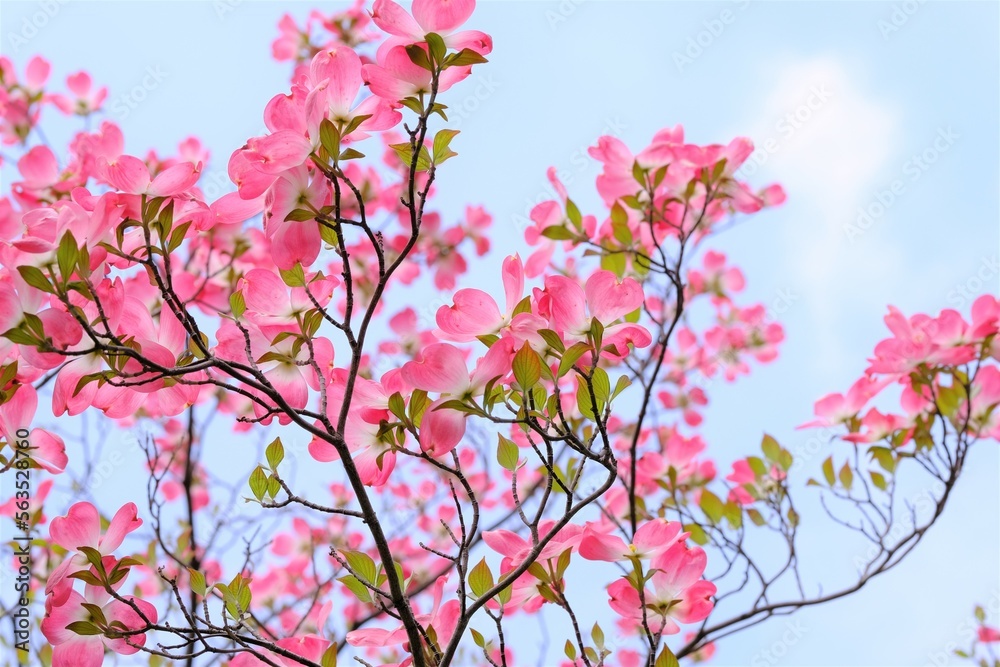 Obraz premium Benthamidia florida in full blooming