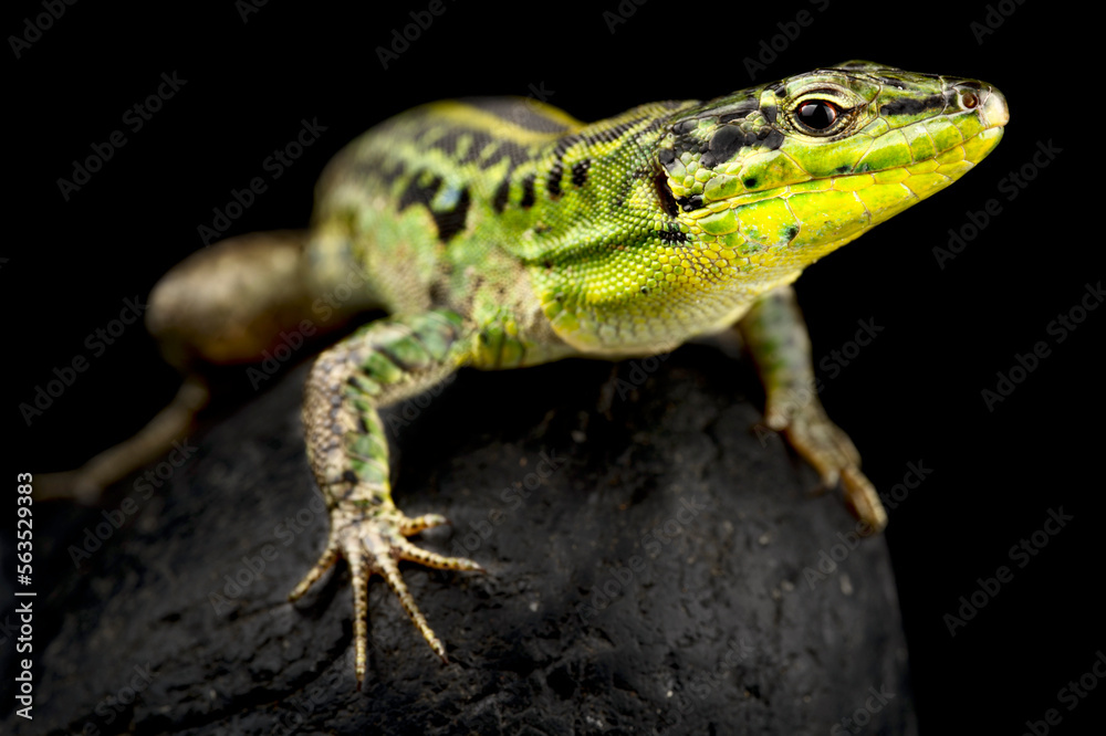 Fototapeta premium Northern Italian Wall Lizard (Podarcis siculus campestris)