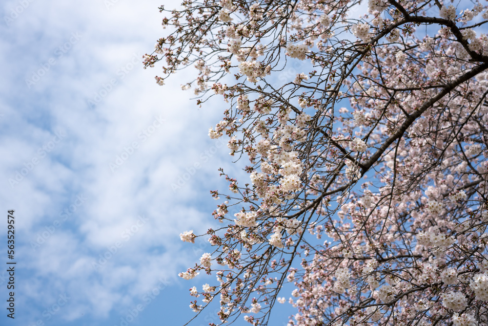 Branches of cherry trees against the sky Branches of cherry trees against the sky