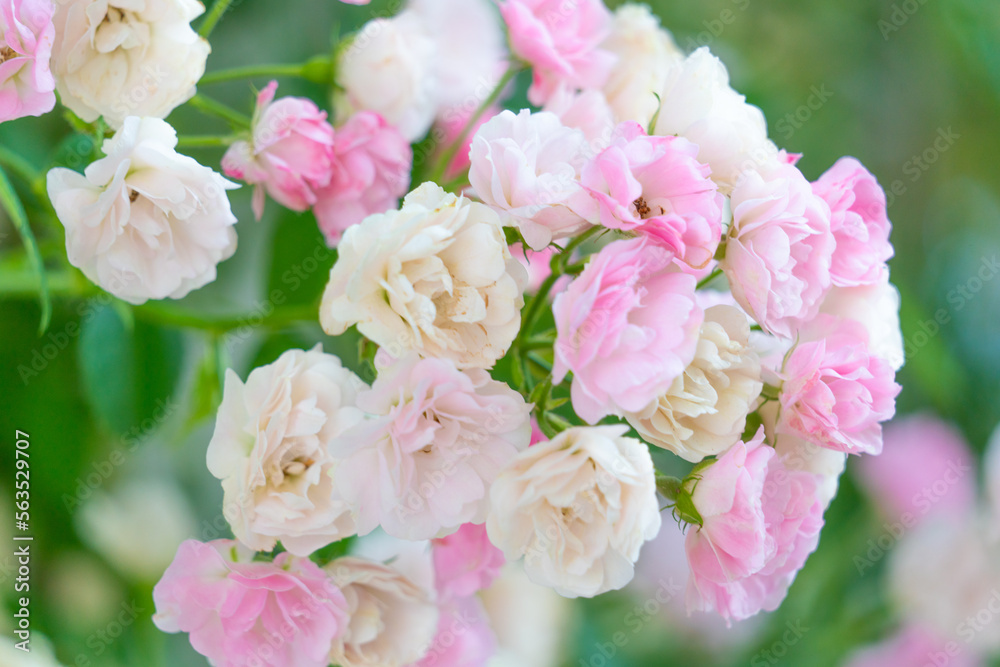 pink and white flowers