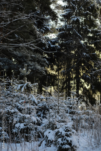 White snow on a bare tree branches on a frosty winter day, close up. Natural background. Selective botanical background.