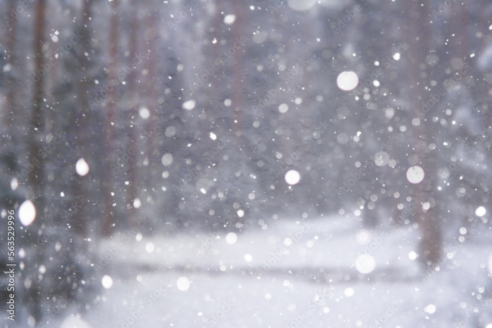 Fototapeta premium Blurred snow background. Winter landscape. Trees and plants covered with snow.