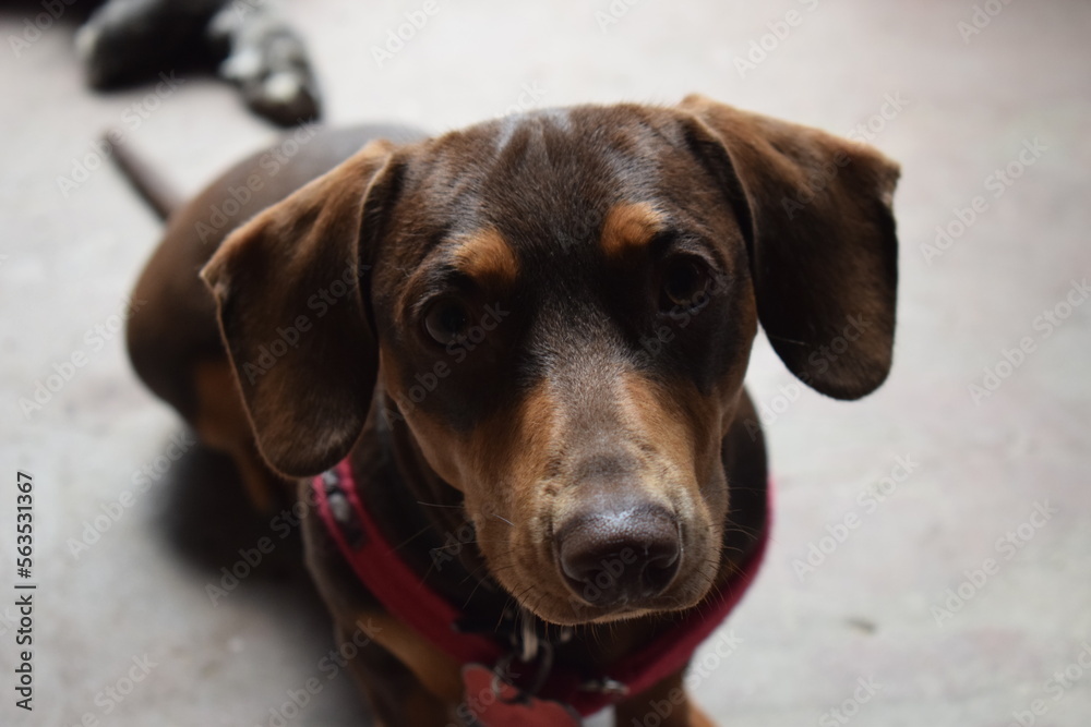 portrait of a dog