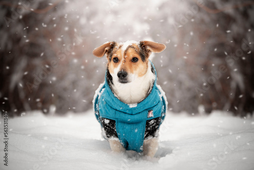 Portrait of a dog in winter clothes, standing in a snowy forest. Jack Russell