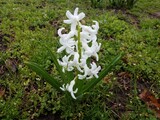 green plant blooming with white flower petals outdoor