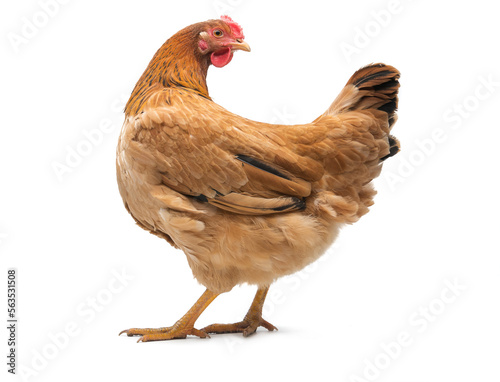 brown chicken on a white background.