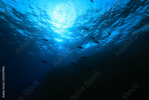 Photographie flock of fish diving bubbles blue background abstract nature